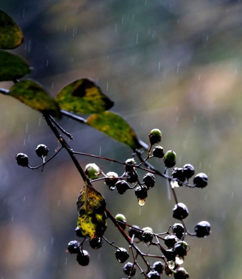 秋雨的特点是什么