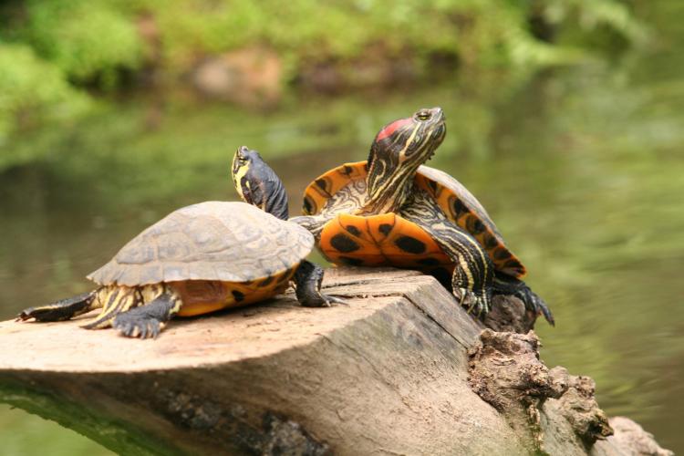 四条腿的动物有哪些