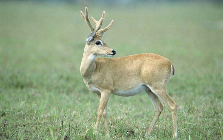 哺乳动物有哪些