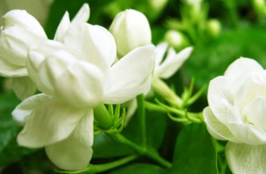 夏天开的花有哪些