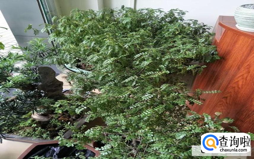 清香木种植方法怎么样