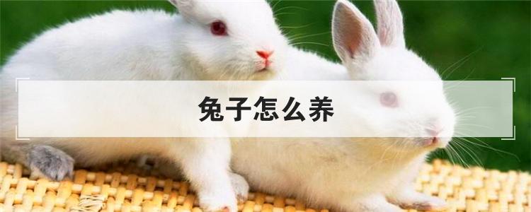 兔子怎么养