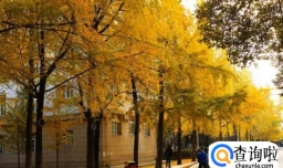 成都11月银杏观赏攻略