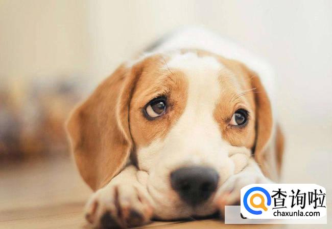 狗狗训练最佳的时期是什么时候？