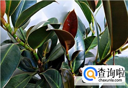 橡皮树怎样保养