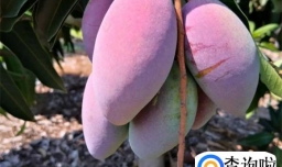 贵妃芒和普通芒果有什么区别