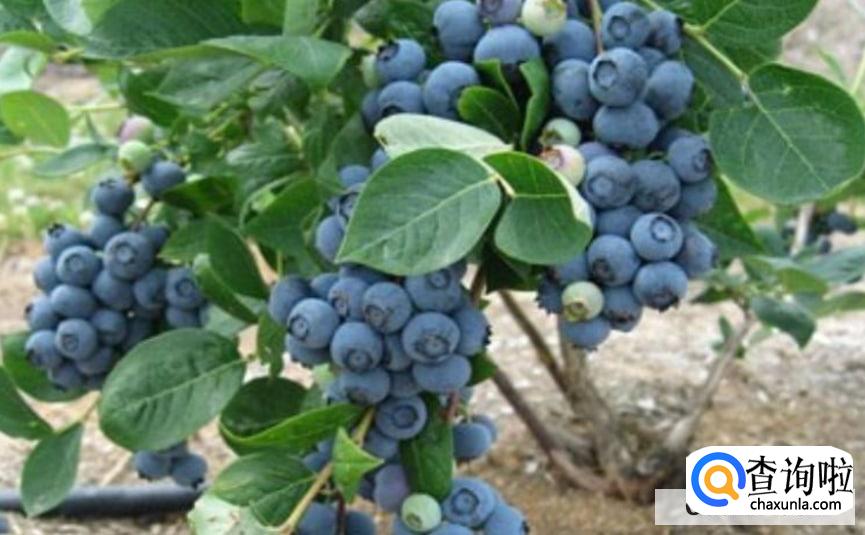 蓝莓对眼睛有什么好处