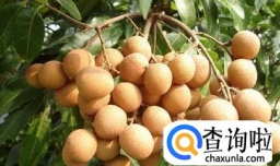 龙眼（桂圆）的品种