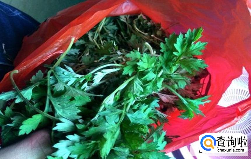 刚割的艾草怎么保存