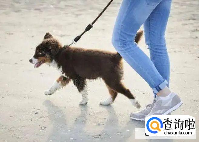遛狗最应该做的事情有哪些