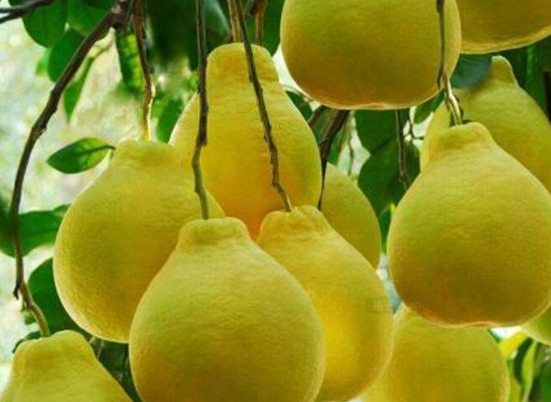 文旦和柚子的区别