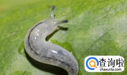 蛞蝓能吃吗?怎么做好吃？