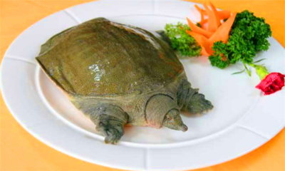 吃甲鱼的功效与禁忌