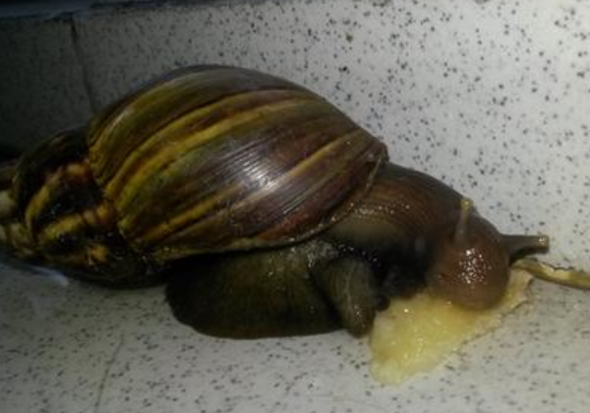蜗牛吃什么