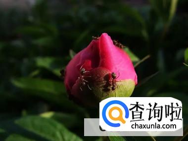 芍药花骨朵上出现蚂蚁怎么解决