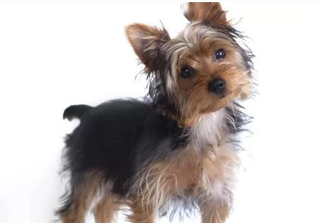 世界名犬排行榜前十