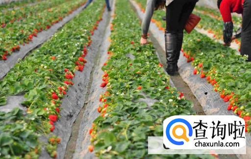 草莓种植都需要注意什么?