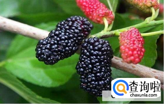 桑葚的营养价值体现在哪里