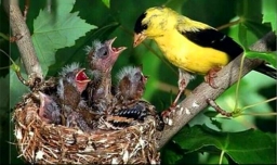 乌鸦反哺的故事主要讲了什么