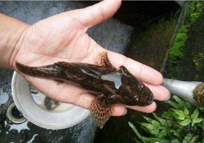 清道夫有什么危害