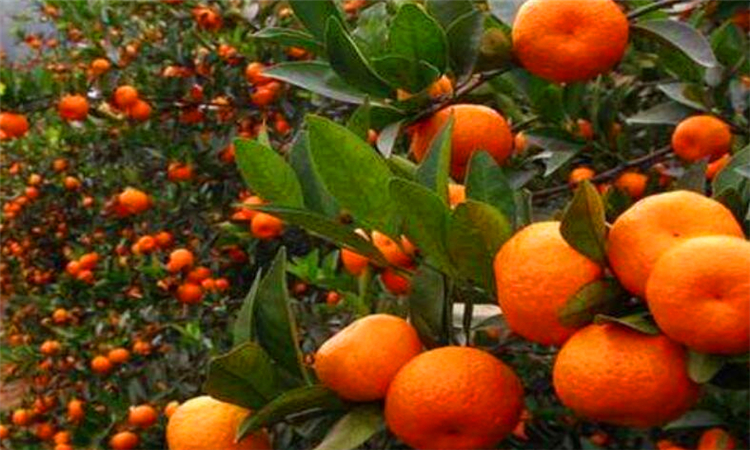 滞销是什么意思