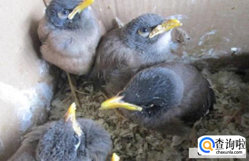 黑八哥幼鸟怎么喂养比较好