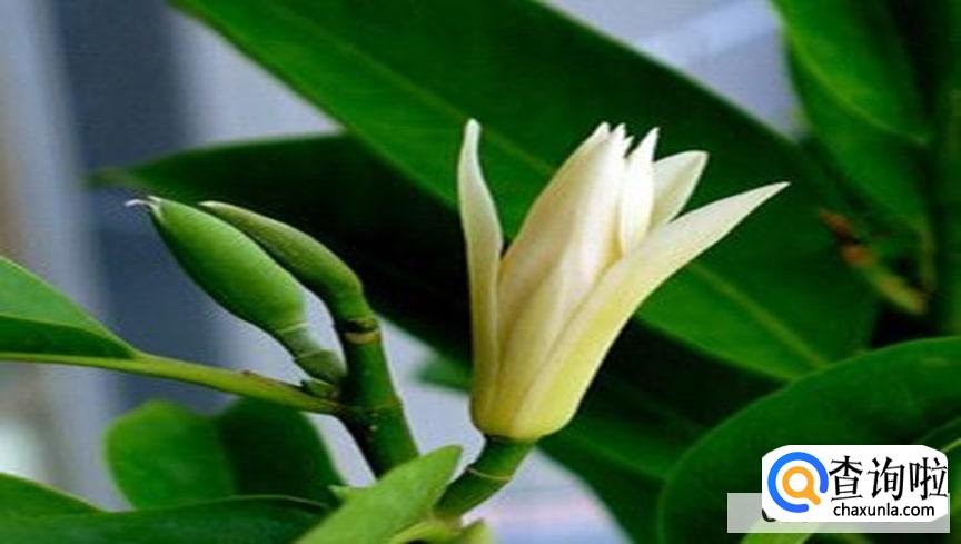 黄角兰怎么栽培最好