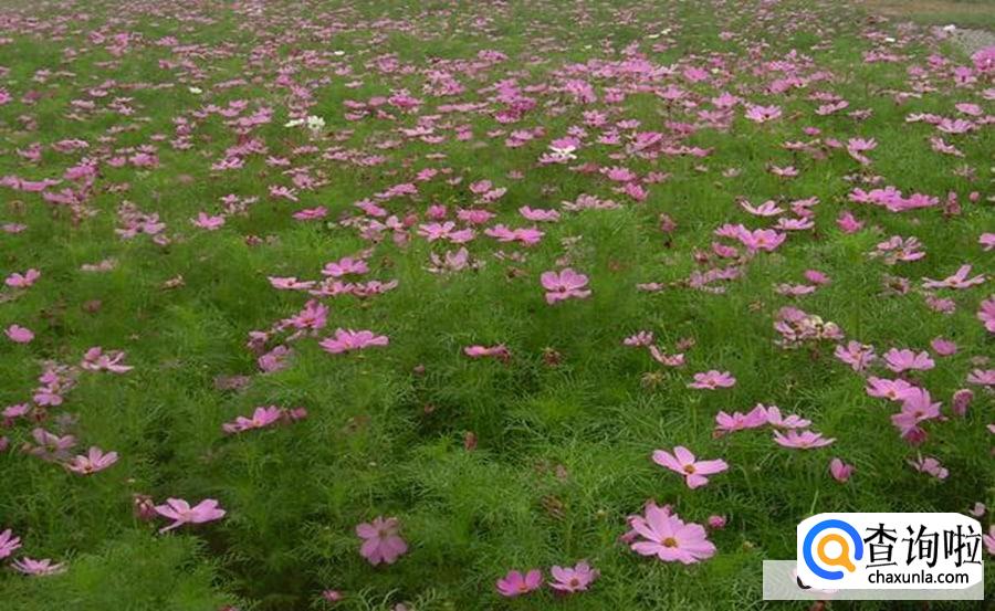波斯菊种子怎样播种