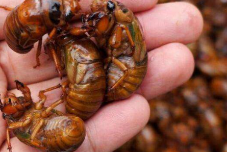 金蝉保存长久的方法