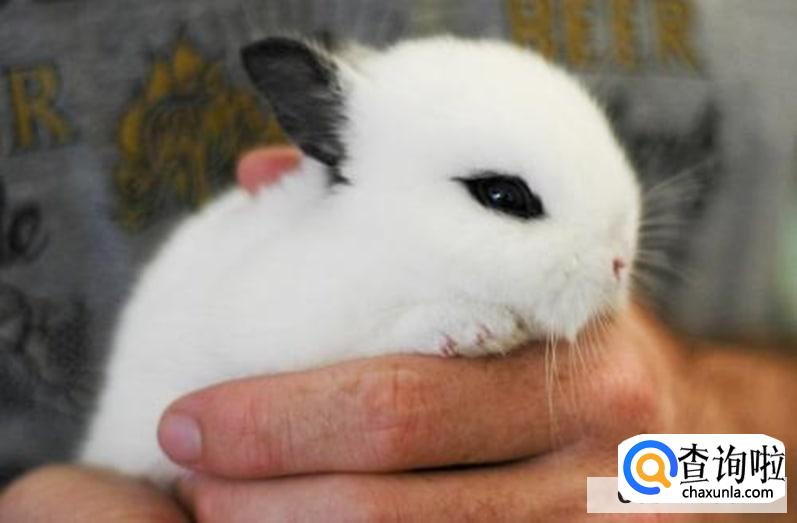 如何让兔子跟自己亲近