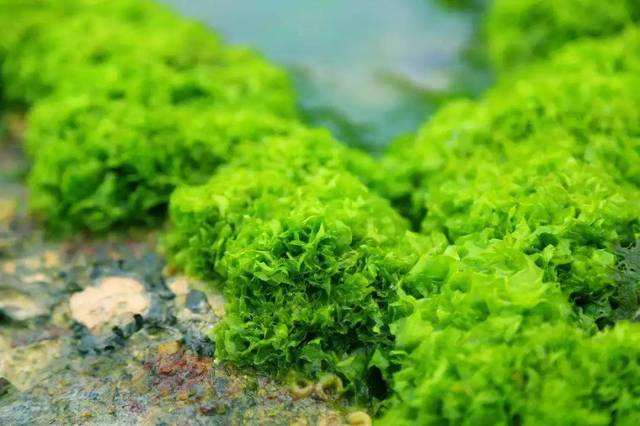 海澡是怎么产生的
