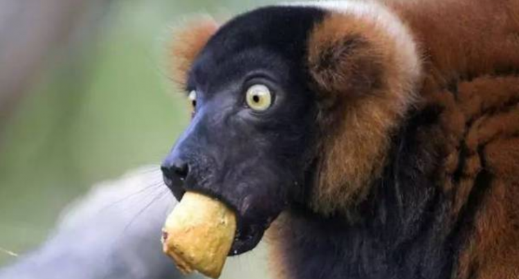 狼吞虎咽是什么意思