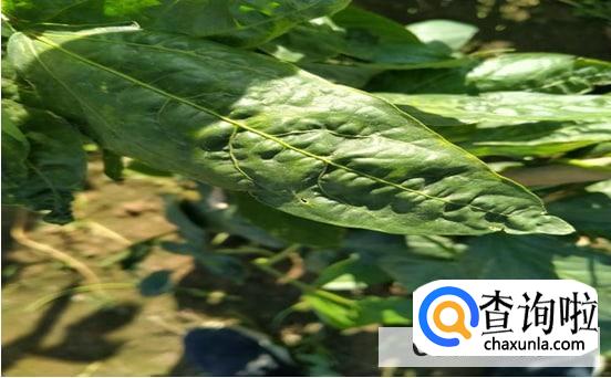 豇豆叶子发黄要怎么处理