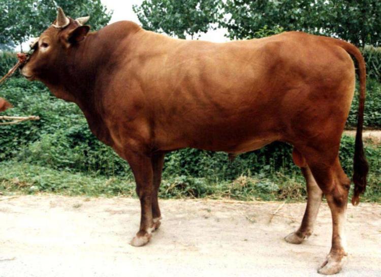 南边人家三亩地是什么生肖