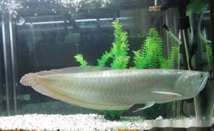 银龙鱼怎么养