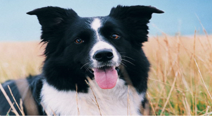 边境牧羊犬怎么训练
