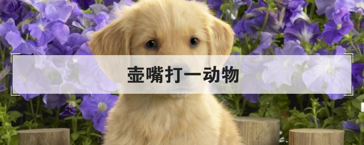 壶嘴打一动物